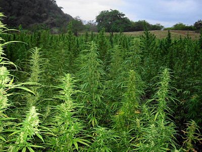marijuanafield.jpg
