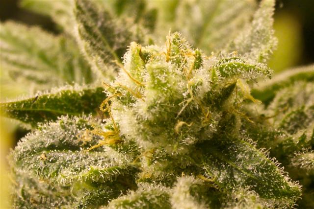 THC_seeds.jpg