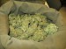 Happy_Canyon_Marijuana-2.jpg