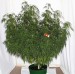 marijuana_plant.jpg