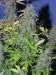 THC.jpg
